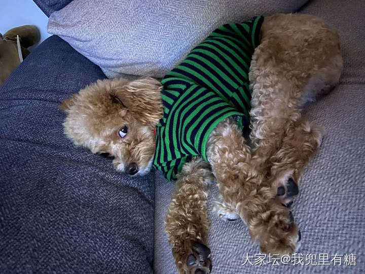 赠送几个狗零食_赠送狗宠物