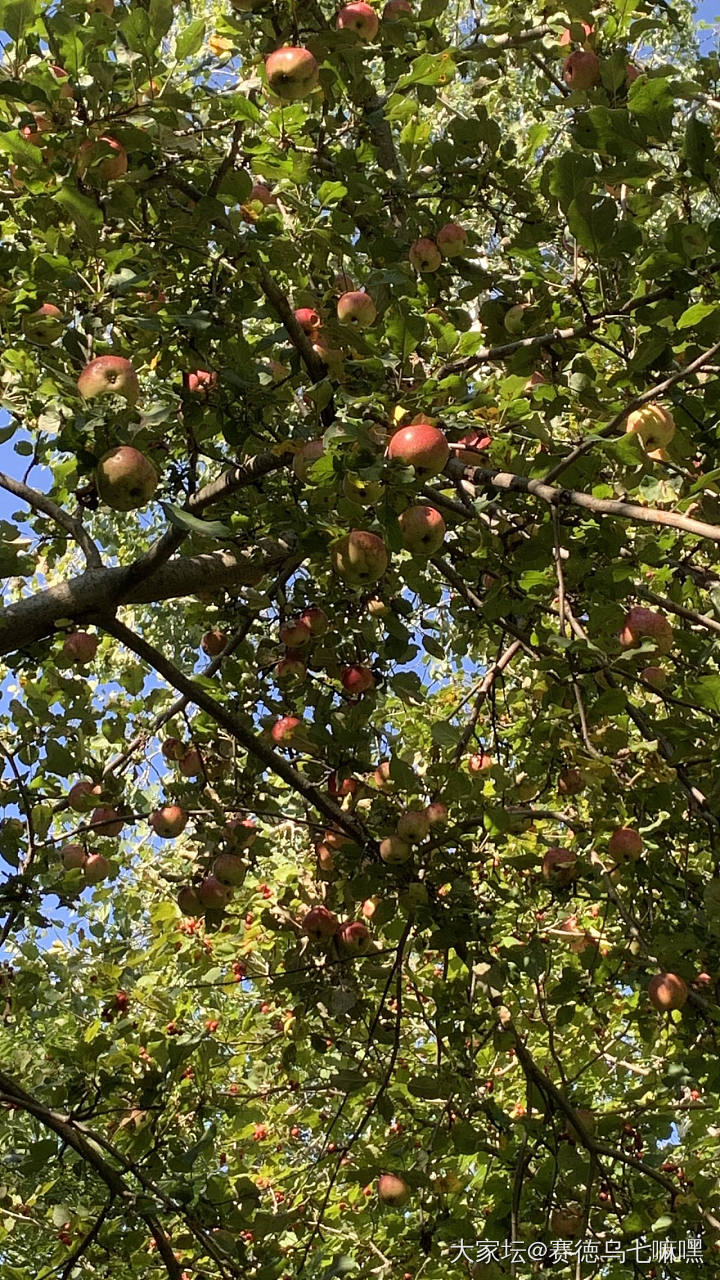 早上跑步见到林子里各种野果都熟了，满树都是，有核桃、苹果、葡萄_植物