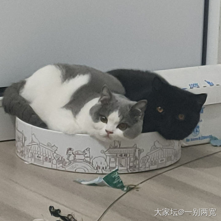 多猫家庭有几家是和谐共处的？_猫