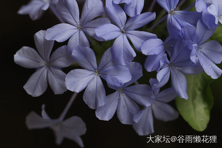 近期：云鹤，老盏，绶带鸟，将进酒，小蝴蝶_陶瓷