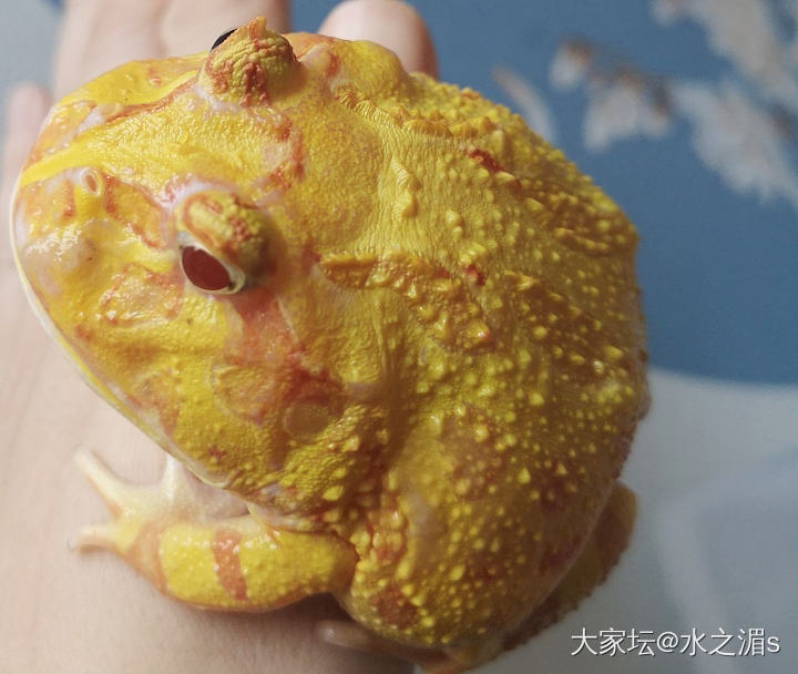 黄金角蛙，害怕角蛙的不要点开啦😂_两栖类