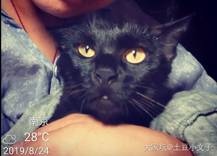 媒婆痣_猫