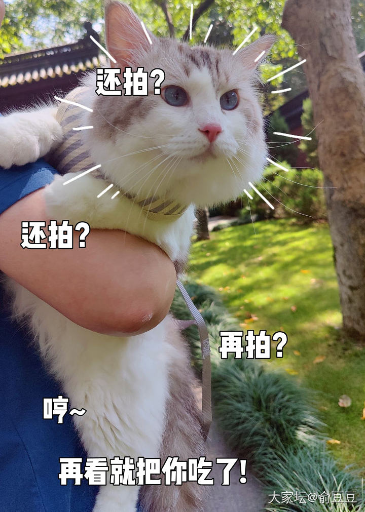 老中医的西湖游_猫宠物