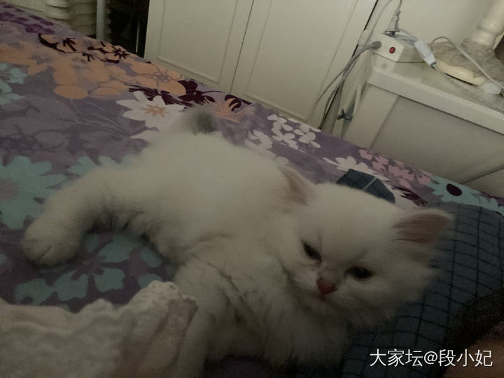 粘人的小家伙_宠物猫