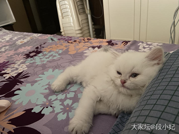 粘人的小家伙_宠物猫