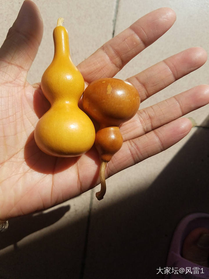 你们的葫芦都是在哪里买的呀？_葫芦
