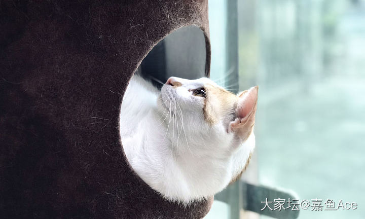 抓拍大白橘的惊艳侧颜_猫