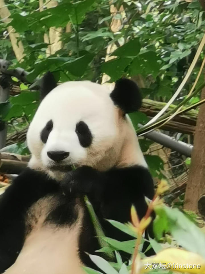 周日出发成都_成都旅游