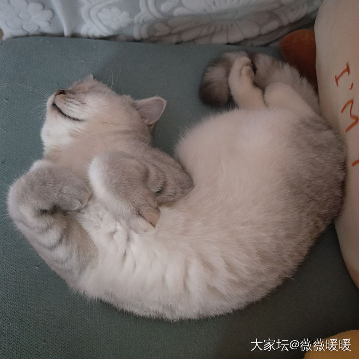 最奇葩睡姿有来挑战的吗？_猫