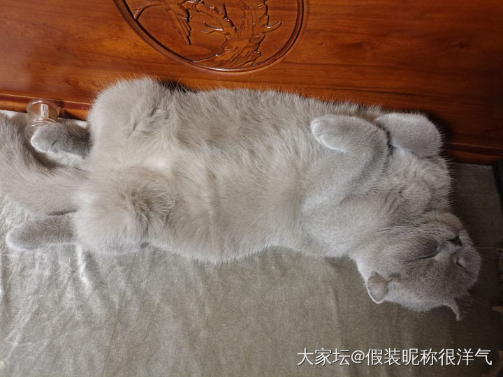 最奇葩睡姿有来挑战的吗？_猫