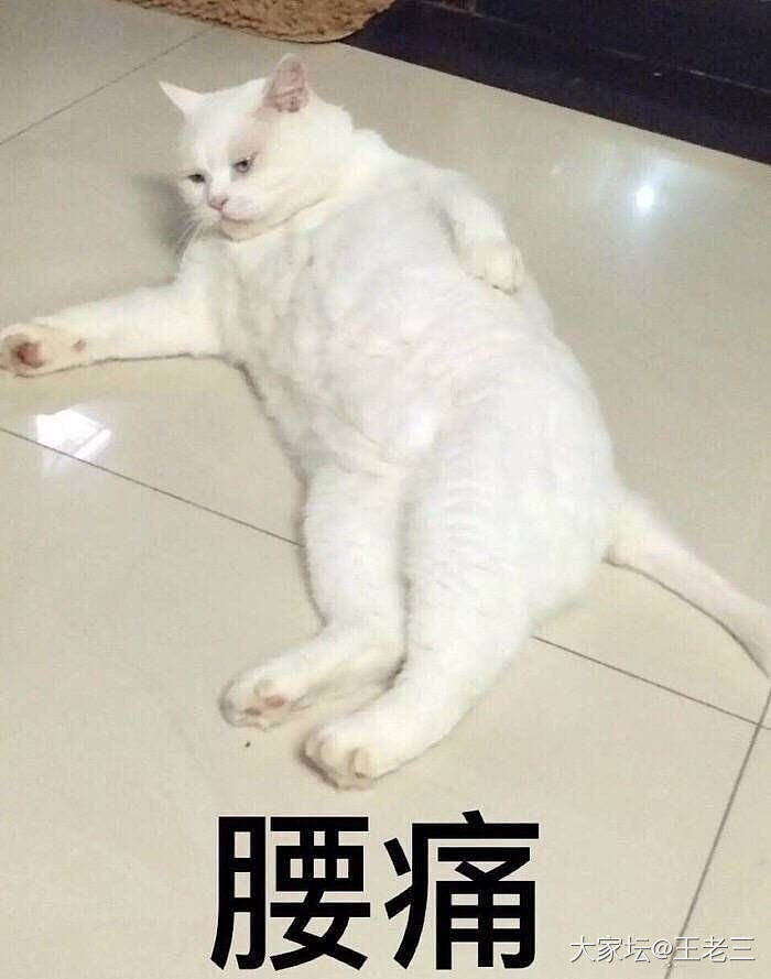 最奇葩睡姿有来挑战的吗？_猫