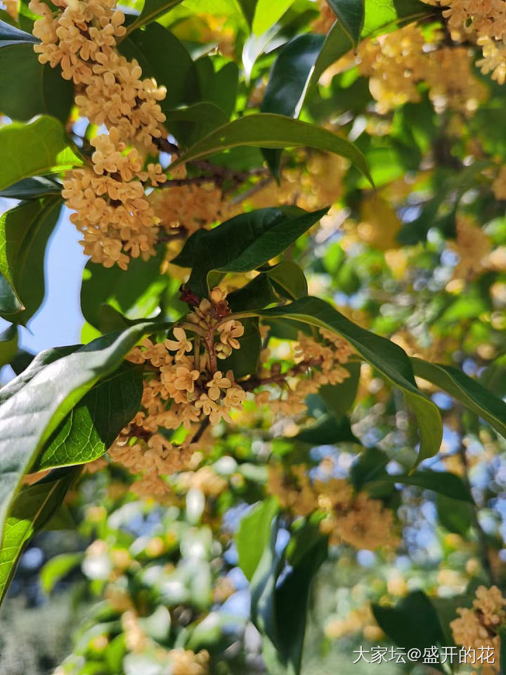 一个人赏花吃饭乐的逍遥_美食花