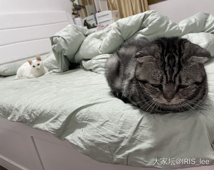 妞妞今天来找我了_猫