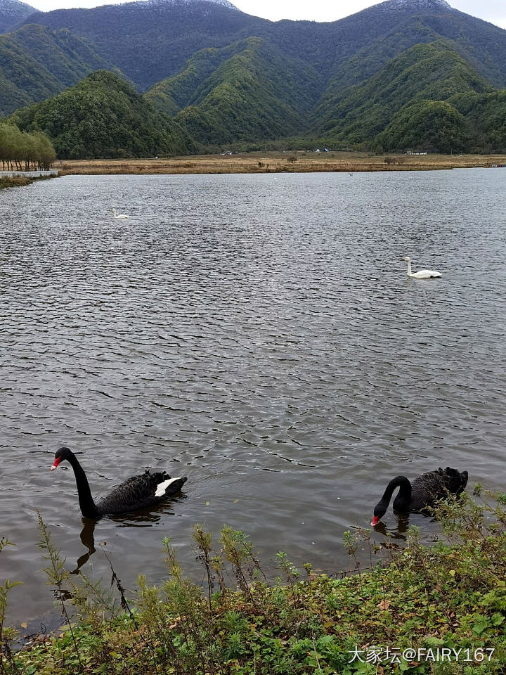 神农架大九湖_景色旅游