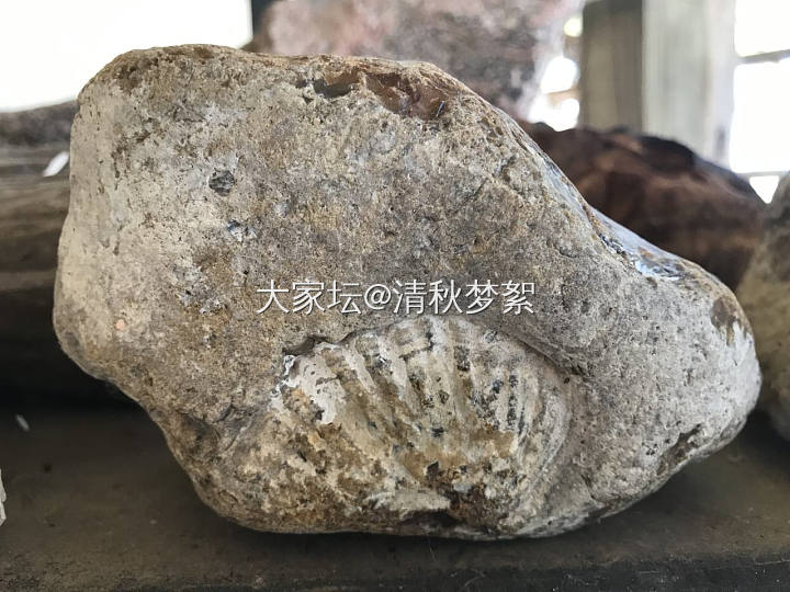 河边捡到的化石_文玩