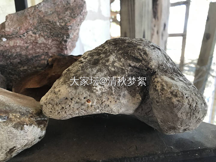 河边捡到的化石_文玩