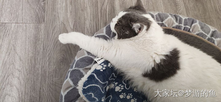 今日份喵来了_猫