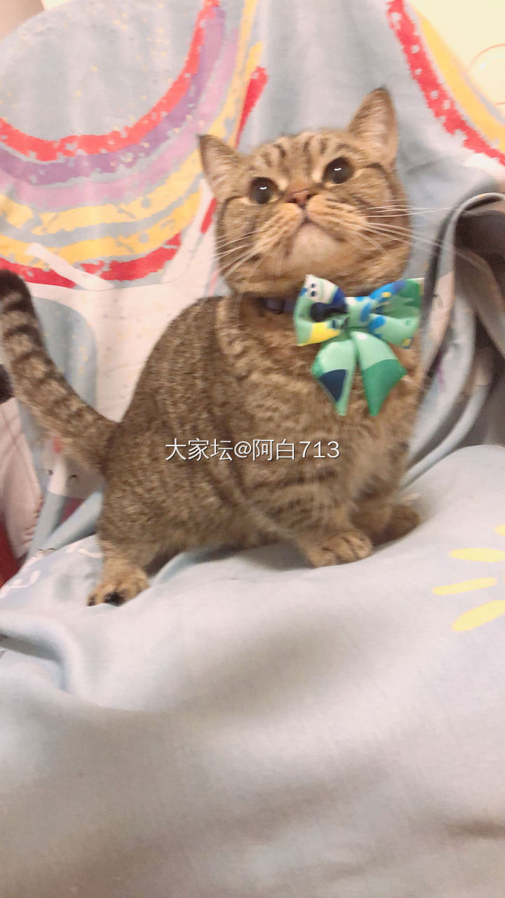 给你们看猫猫项链_猫金