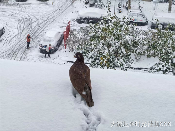 秋叶未飘远，大雪已纷至。同时飘来的还有一鹿繁花似锦😊_手镯金