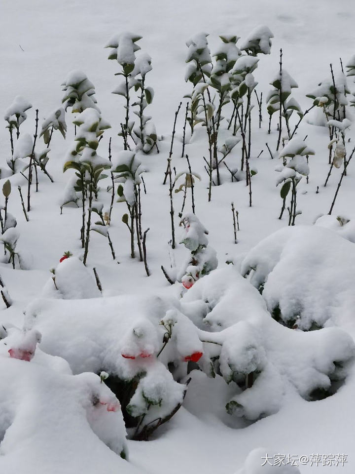 瑞雪兆丰年