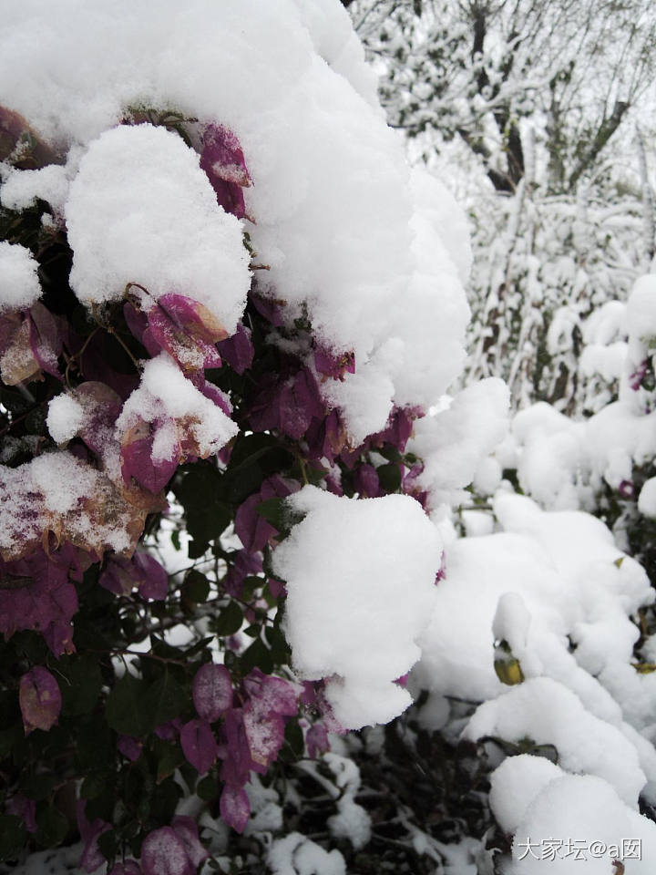 雪后北京植物园_景色