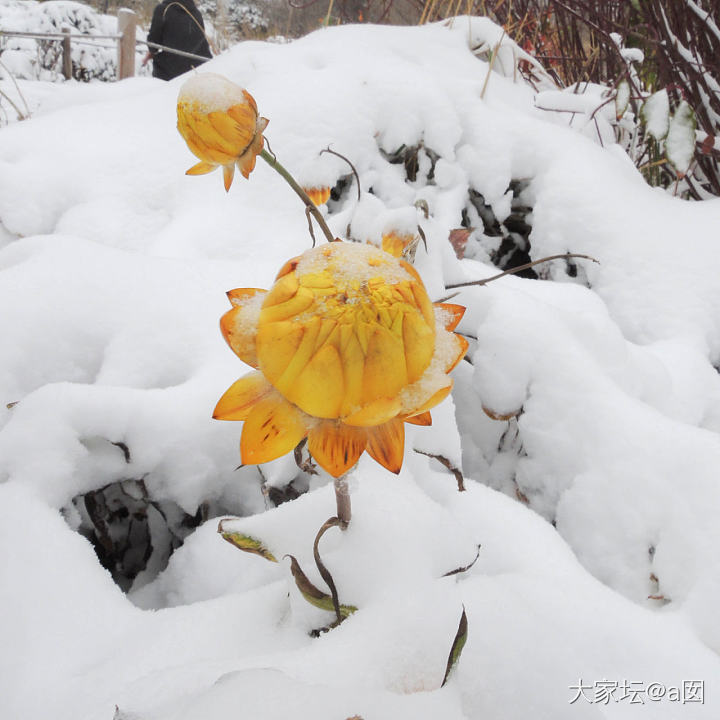 雪后北京植物园_景色