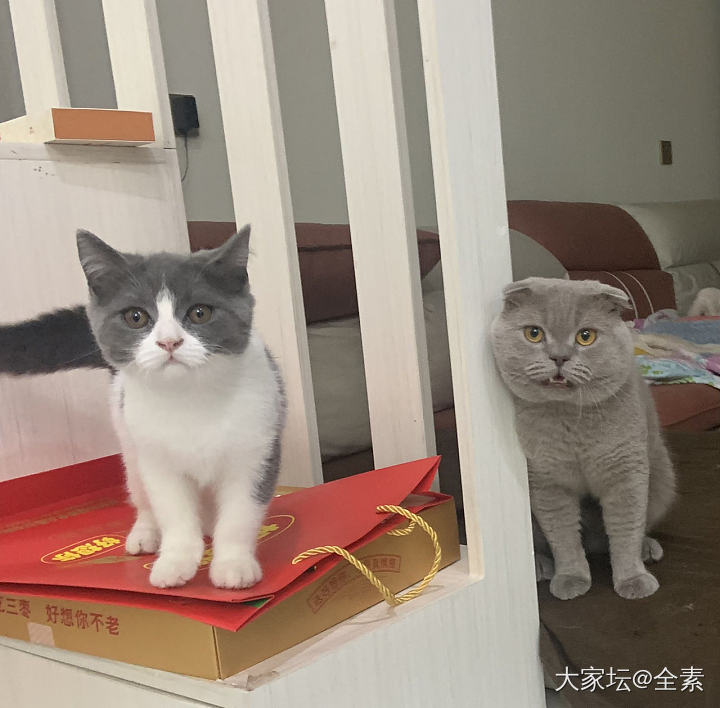 跑来我家的猫是这样的_猫闲聊