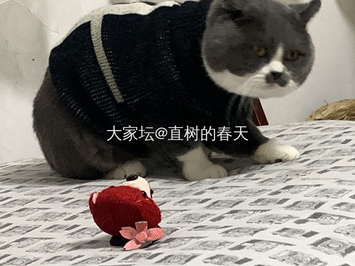 跑来我家的猫是这样的_猫闲聊