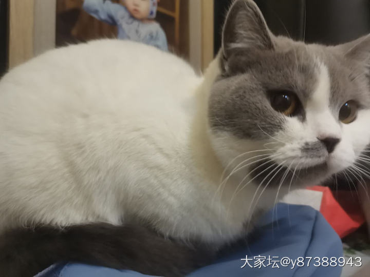 我好像有了一只猫，也好像没有猫😂_猫