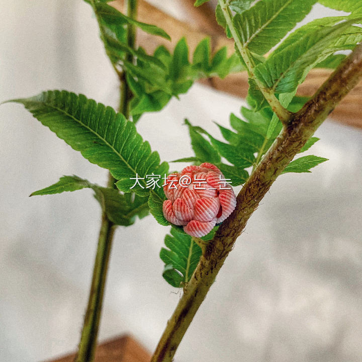 送你一朵迷你小花花～🌸_编绳手工diy