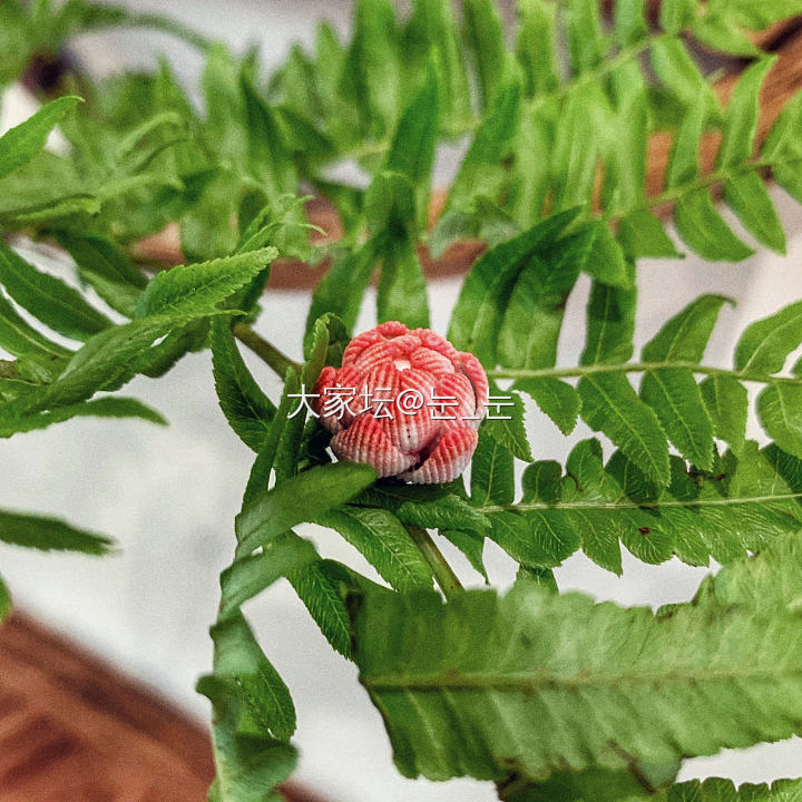 送你一朵迷你小花花～🌸_编绳手工diy