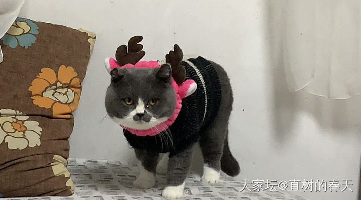 小小神兽兽🐱_猫宠物