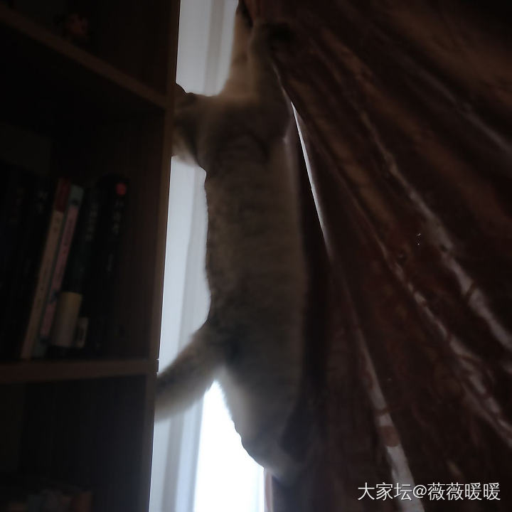 抓现场_猫宠物