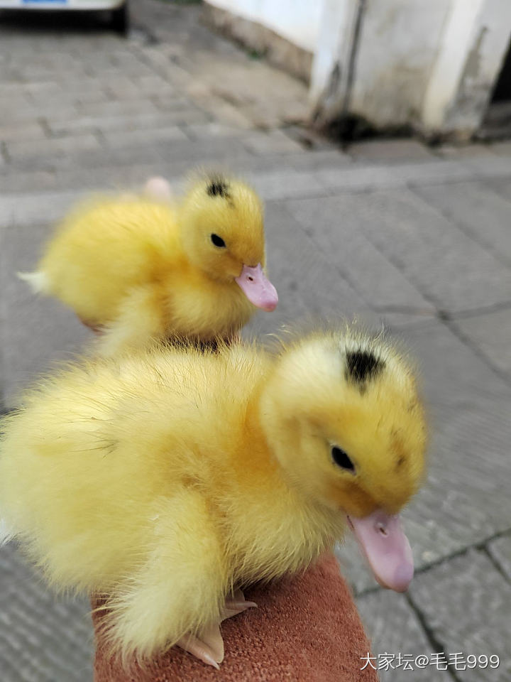 领养的鸭子，广场门口排队领养，不知道怎么养，求助万能的坛子_鸭