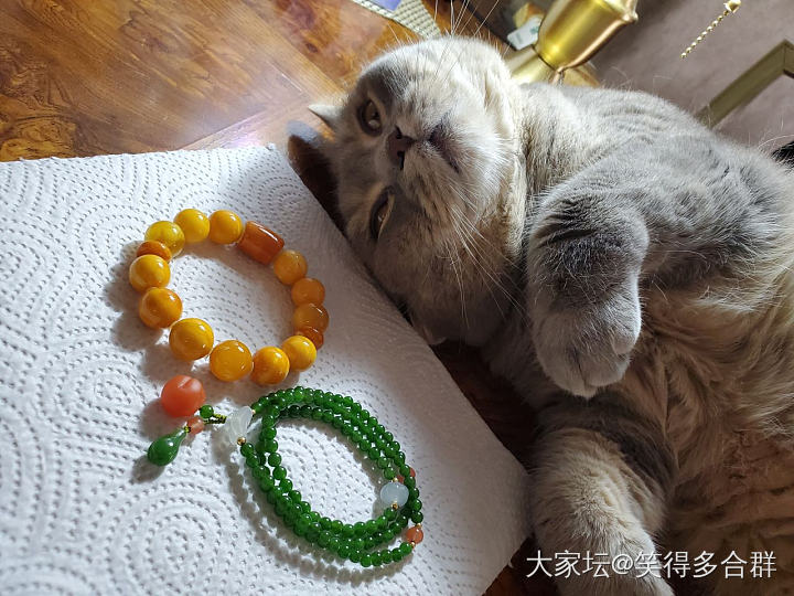 小丁香_宠物猫