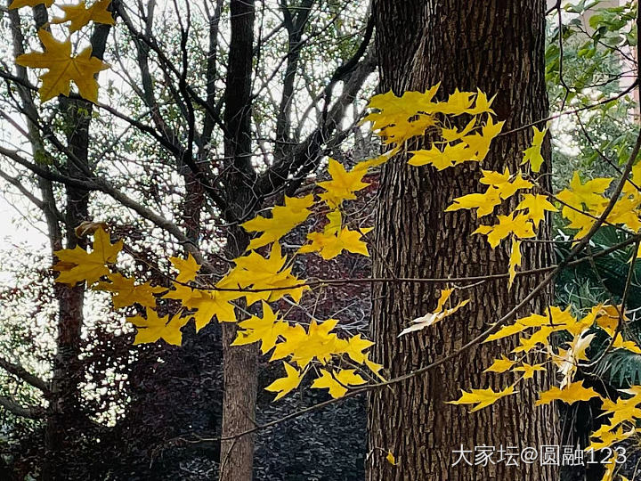 银杏_植物