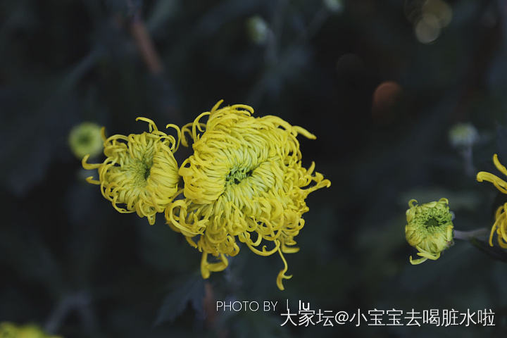花展看到很多喜欢的菊花 有的像小绒球 有的像方便面 明年继续看展