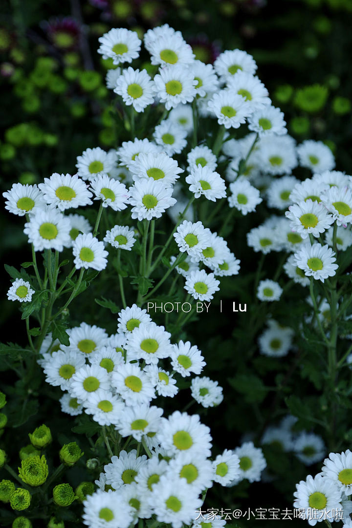 花展看到很多喜欢的菊花 有的像小绒球 有的像方便面 明年继续看展