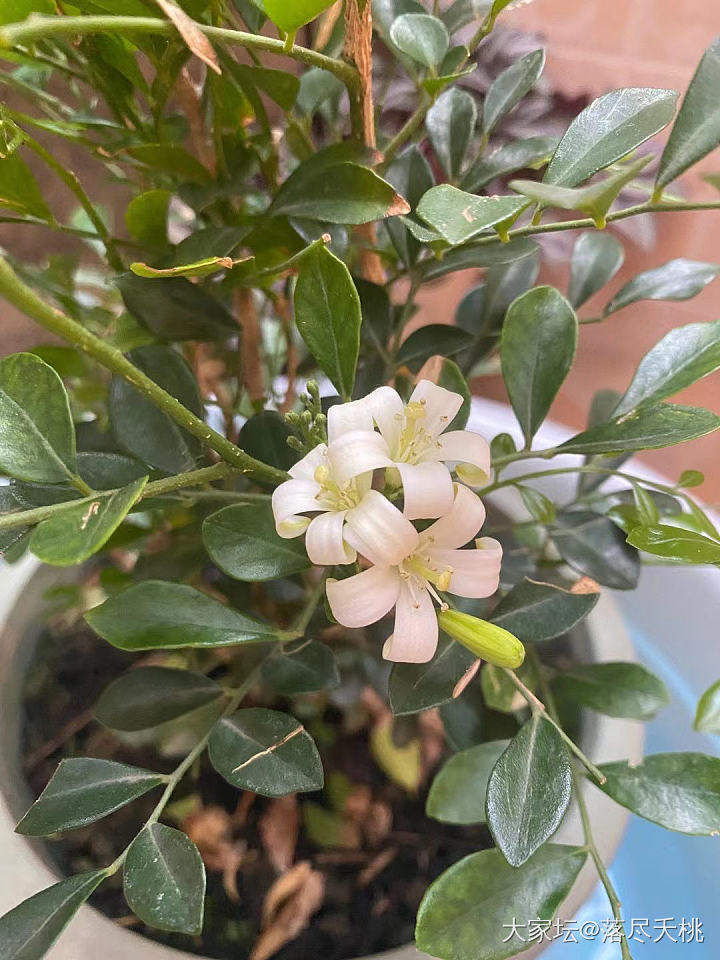 养花废求推荐，哪些植物最好养_植物