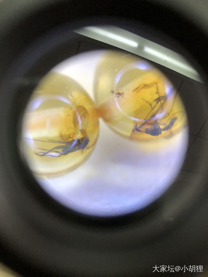 虫珀_琥珀蜜蜡