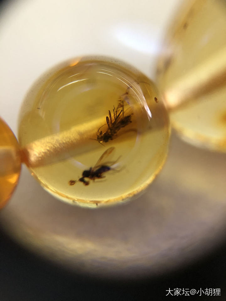 虫珀_琥珀蜜蜡