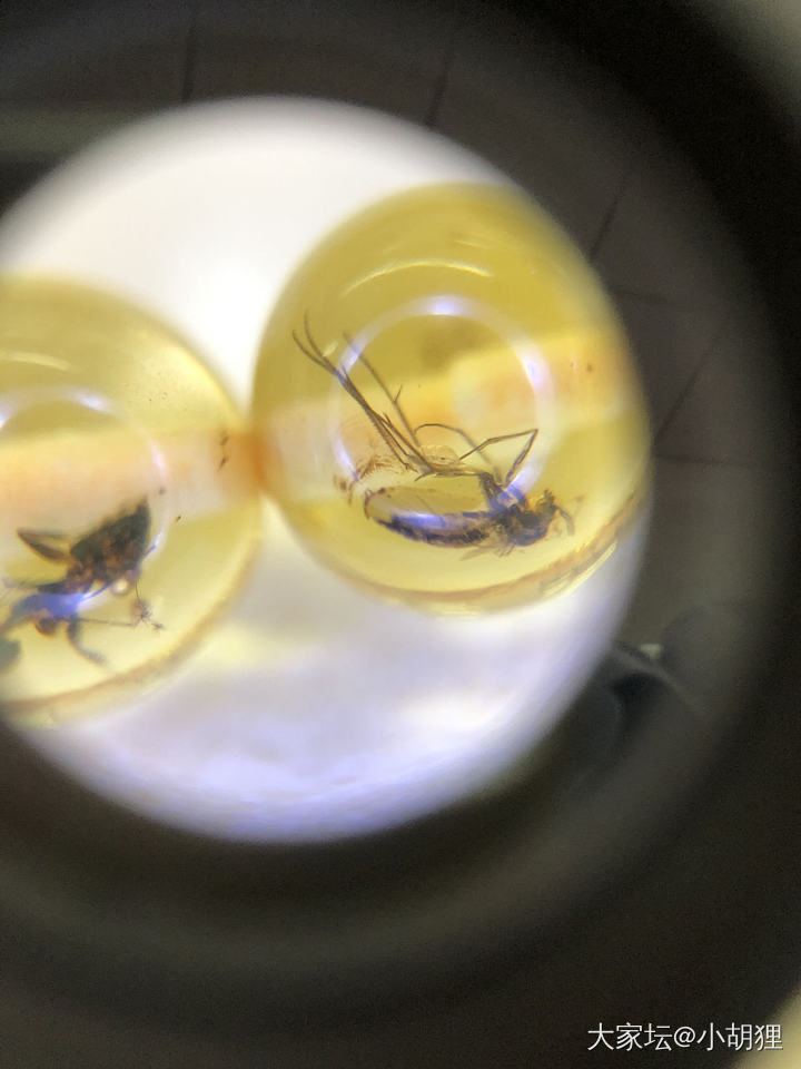 虫珀_琥珀蜜蜡