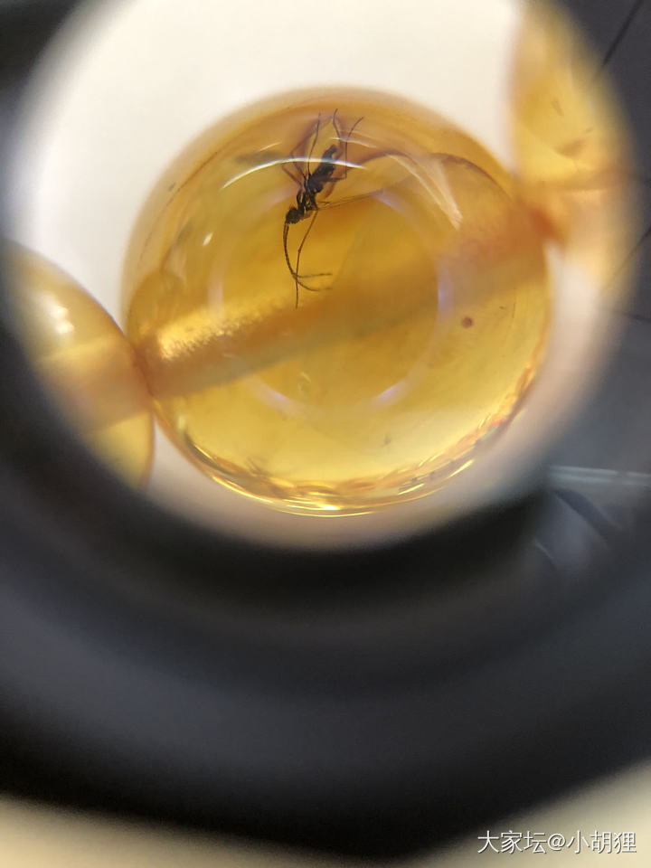 虫珀_琥珀蜜蜡