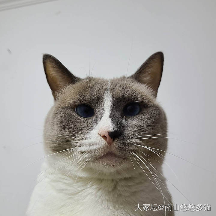 窗外飞来一只鸟后_猫