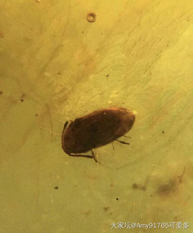 虫珀_琥珀蜜蜡