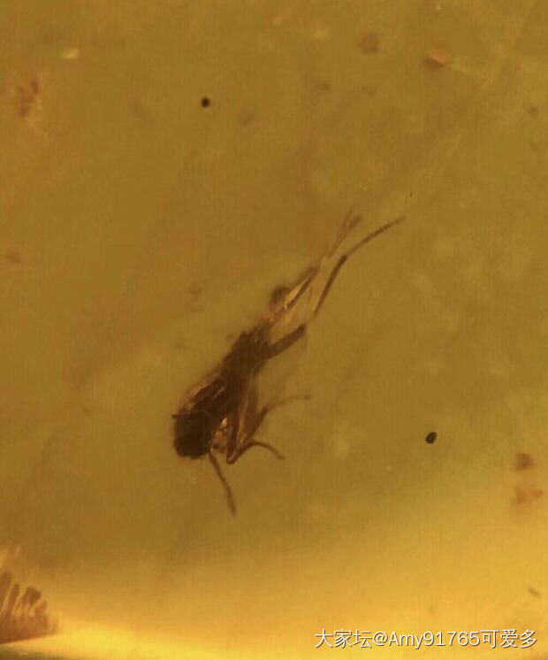 虫珀_琥珀蜜蜡