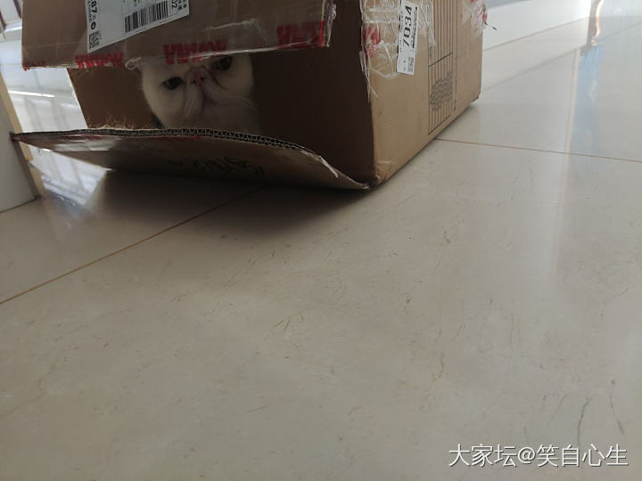 好沉的纸箱_猫