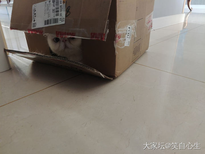 好沉的纸箱_猫