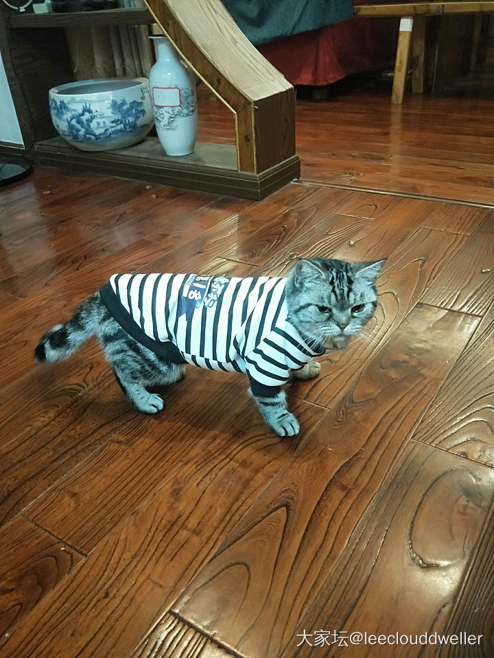 猫猫穿衣服，不会走路啦_猫