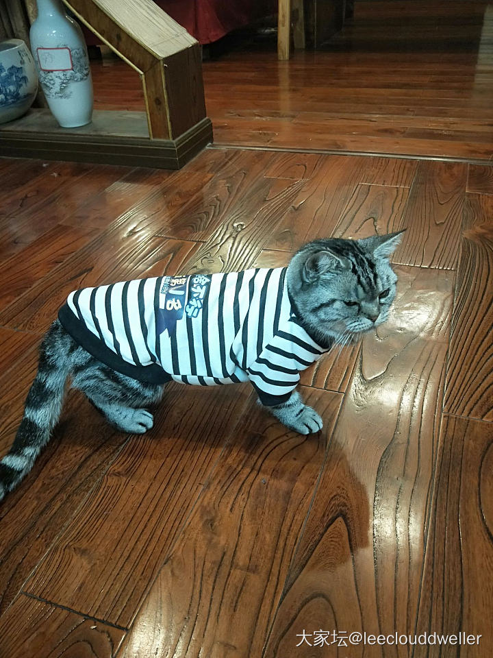猫猫穿衣服，不会走路啦_猫